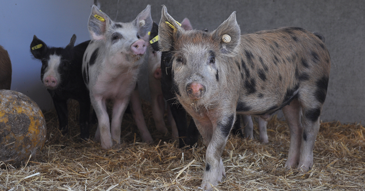 Gronenfelder Werkstaetten Schweinestall 5